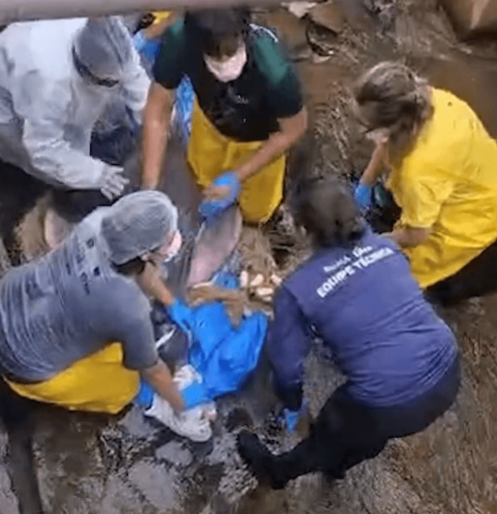 Boto-cor-de-rosa encontrado em canal no Marco é resgatado e encaminhado à UFRA