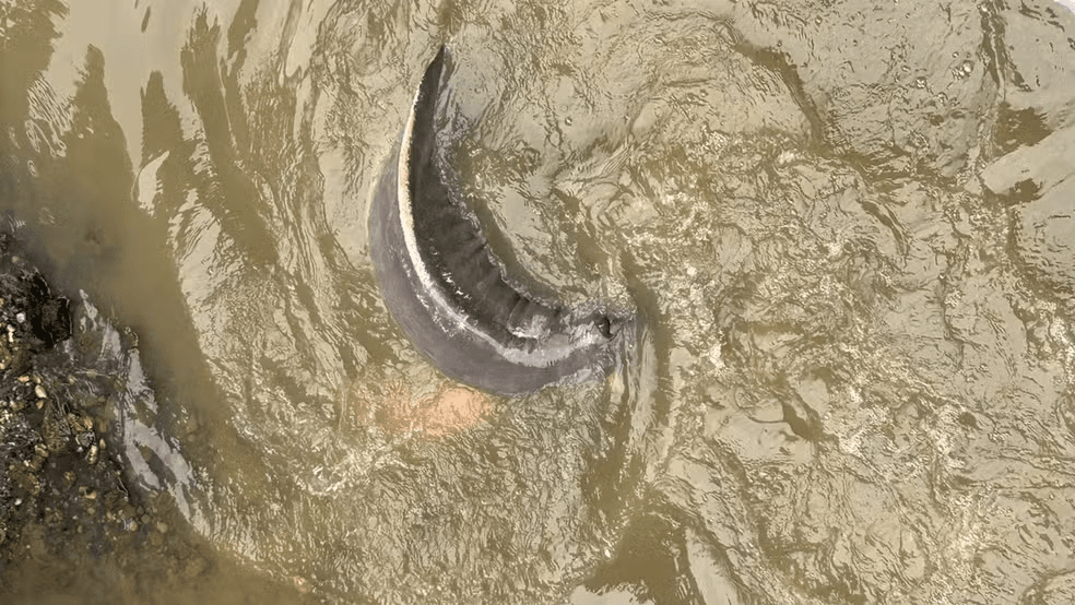 Boto é encontrado em canal no bairro do Marco