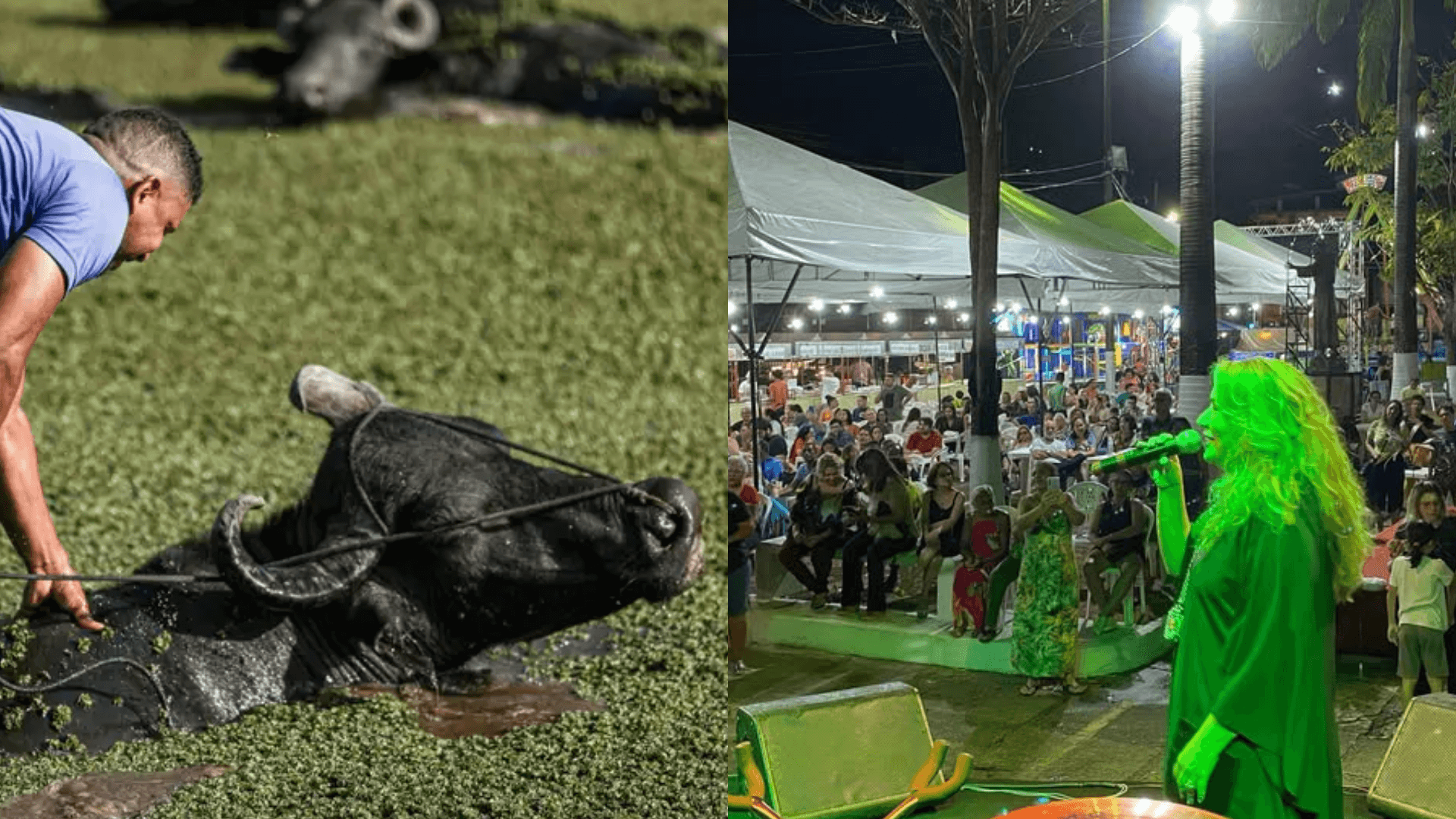 Búfalo Carabao e Lucinha Bastos são reconhecidos como patrimônio cultural imaterial do Pará