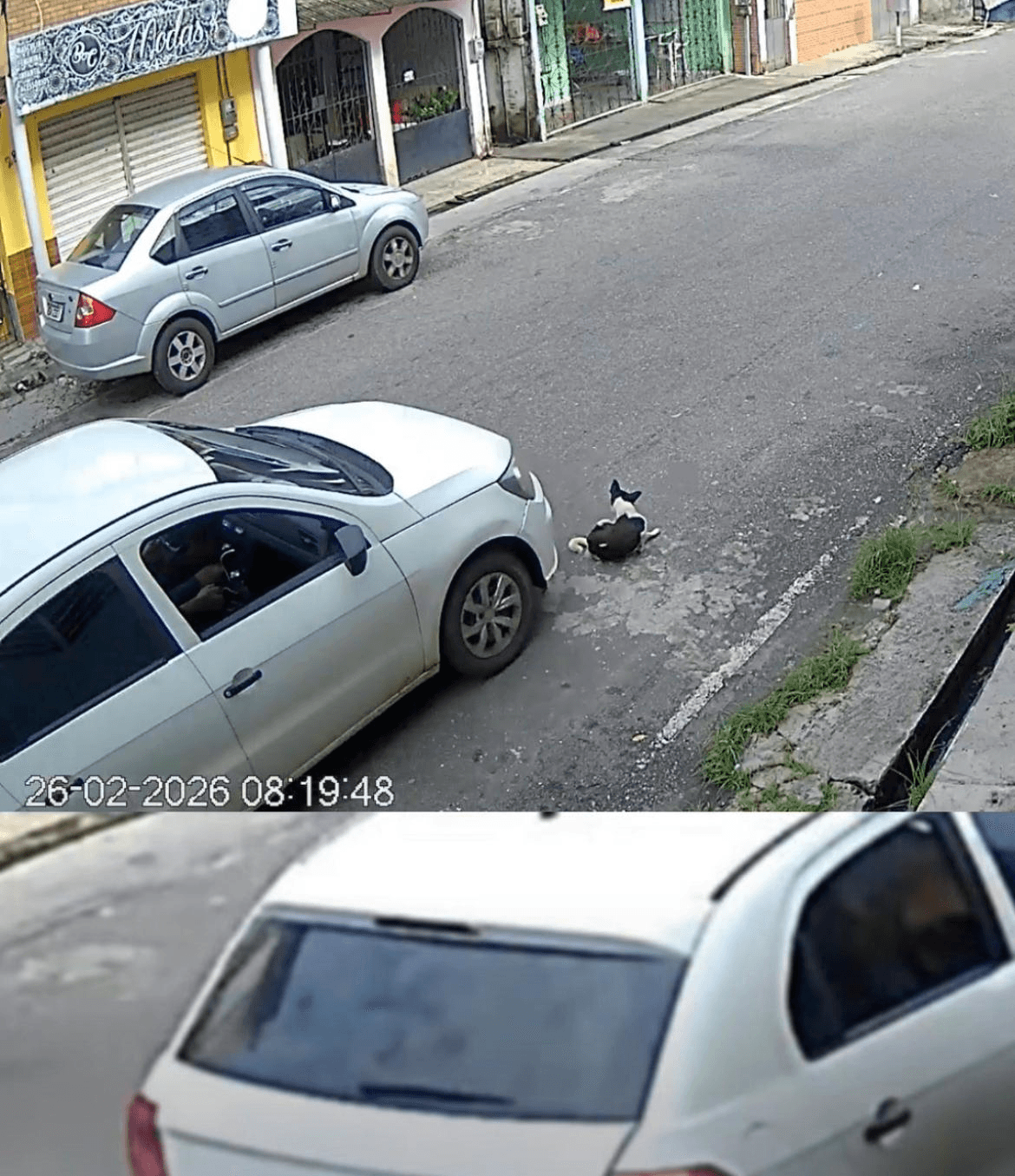 Cachorra é atropelada e morre em Icoaraci; caso revolta moradores