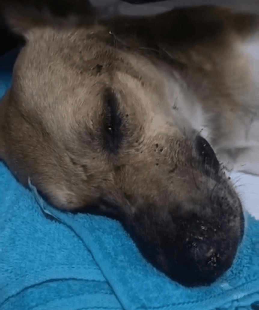 Cachorro atacado com pedrada por carroceiro segue em estado grave e inconsciente