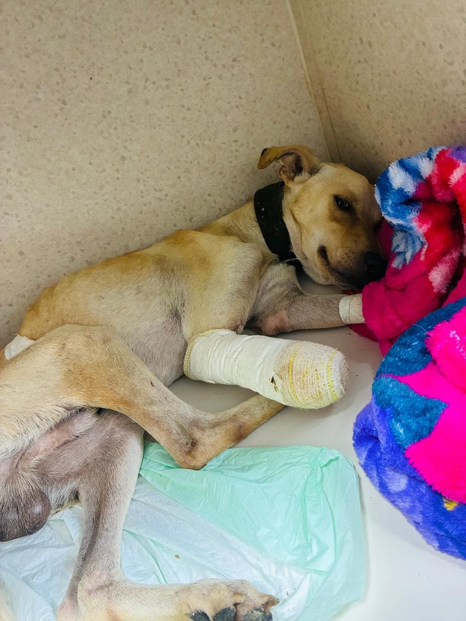 Cachorro com pata decepada é resgatado pela Guarda Municipal em Benevides