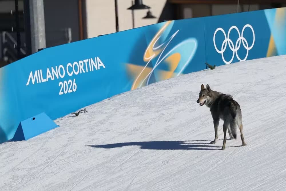 Cachorro invade a pista na prova de esqui cross-country nos Jogos Olímpicos de Inverno
