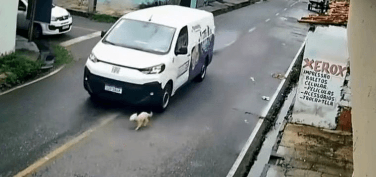 Cachorro morre após ser atropelado por veículo de empresa em Ananindeua