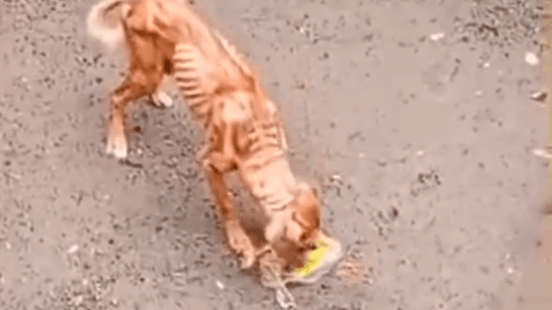 Cachorros são encontrados debilitados e sem alimentação há dias no bairro do Castanheira, em Belém