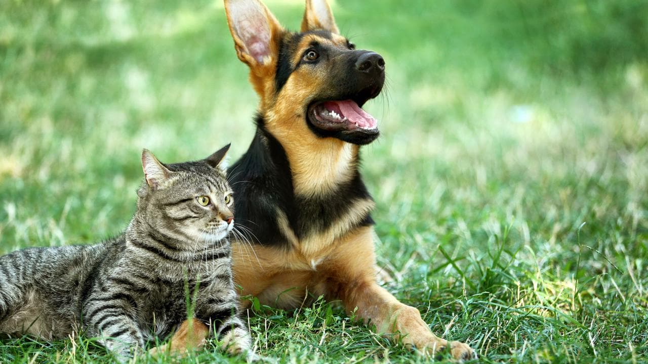 Cadastro Nacional cria RG para cães e gatos; veja como registrar o seu gratuitamente
