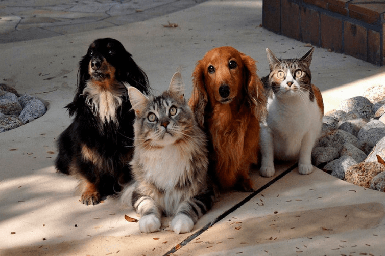 Calor do cão: confira 10 dicas para refrescar os pets em dias quentes