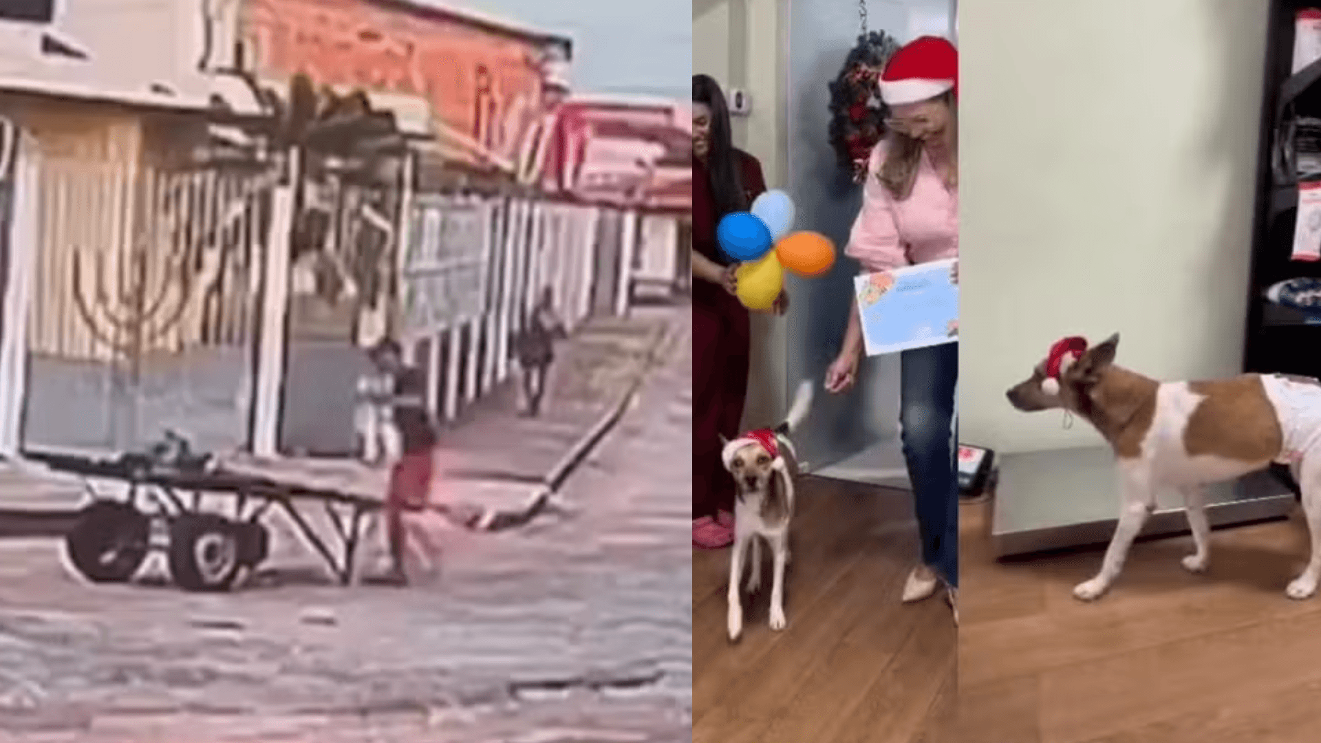 Cão apedrejado em Belém se recupera bem e está disponível para ser adotado