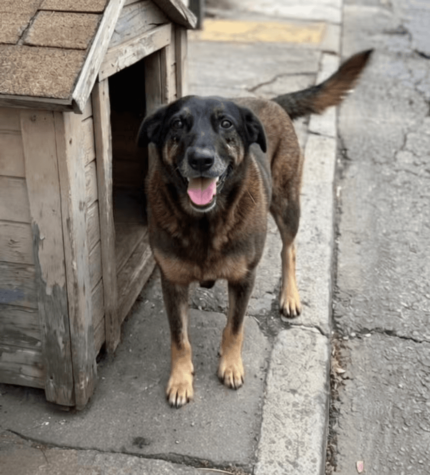 Cão Orelha: familiares de adolescentes investigados por agressão à cachorro são indiciados por coação de testemunhas