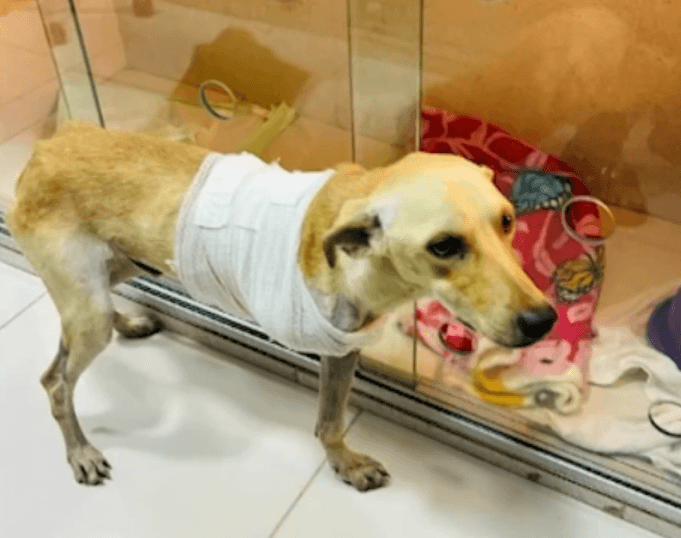 Cão vítima de maus-tratos em Benevides recebe alta após amputação e aguarda adoção