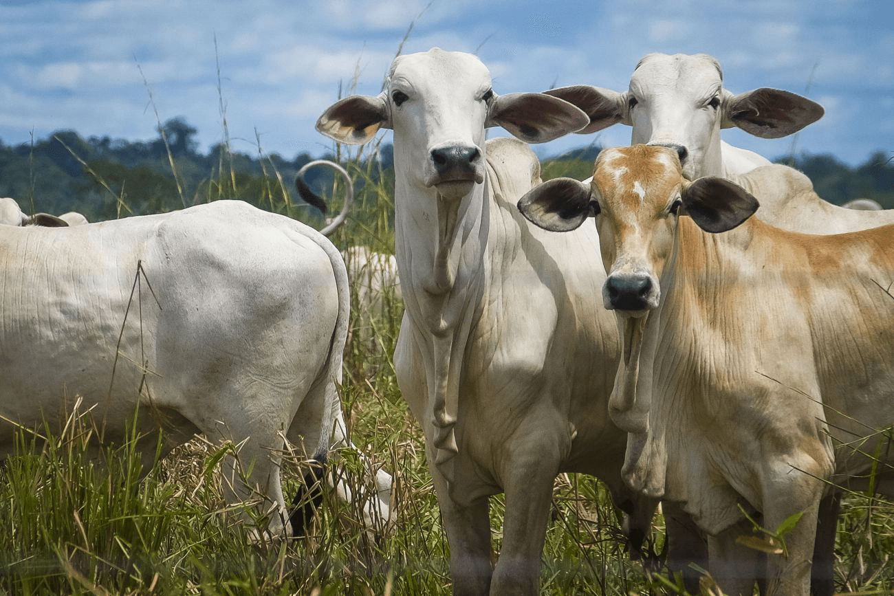 Carne em alta, boi valorizado. O Pará está no epicentro da nova corrida global da proteína.