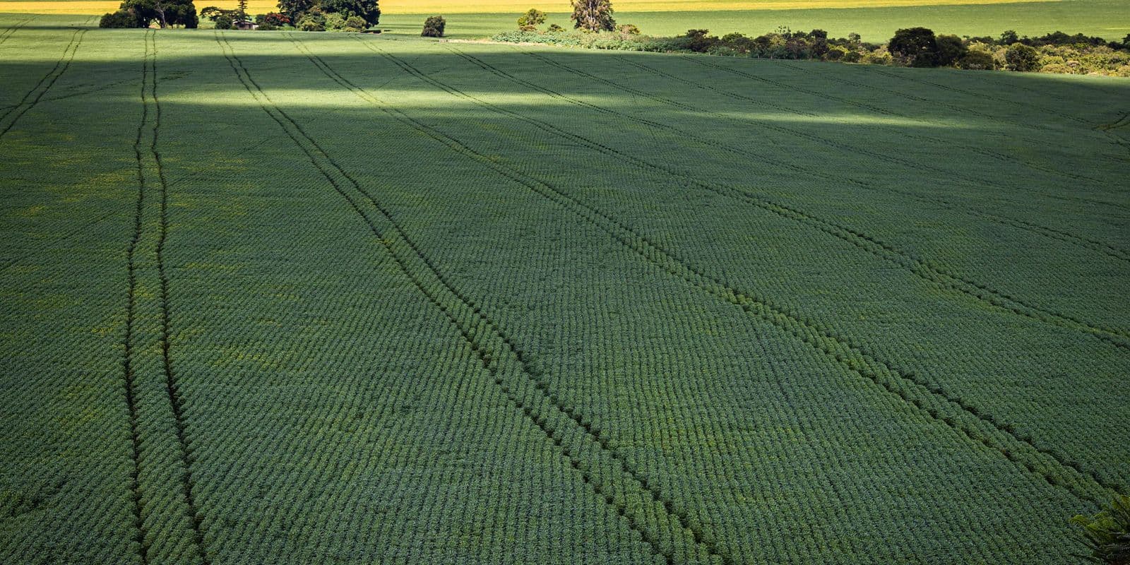 COP30: agro quer se posicionar como parte da solução, diz associação