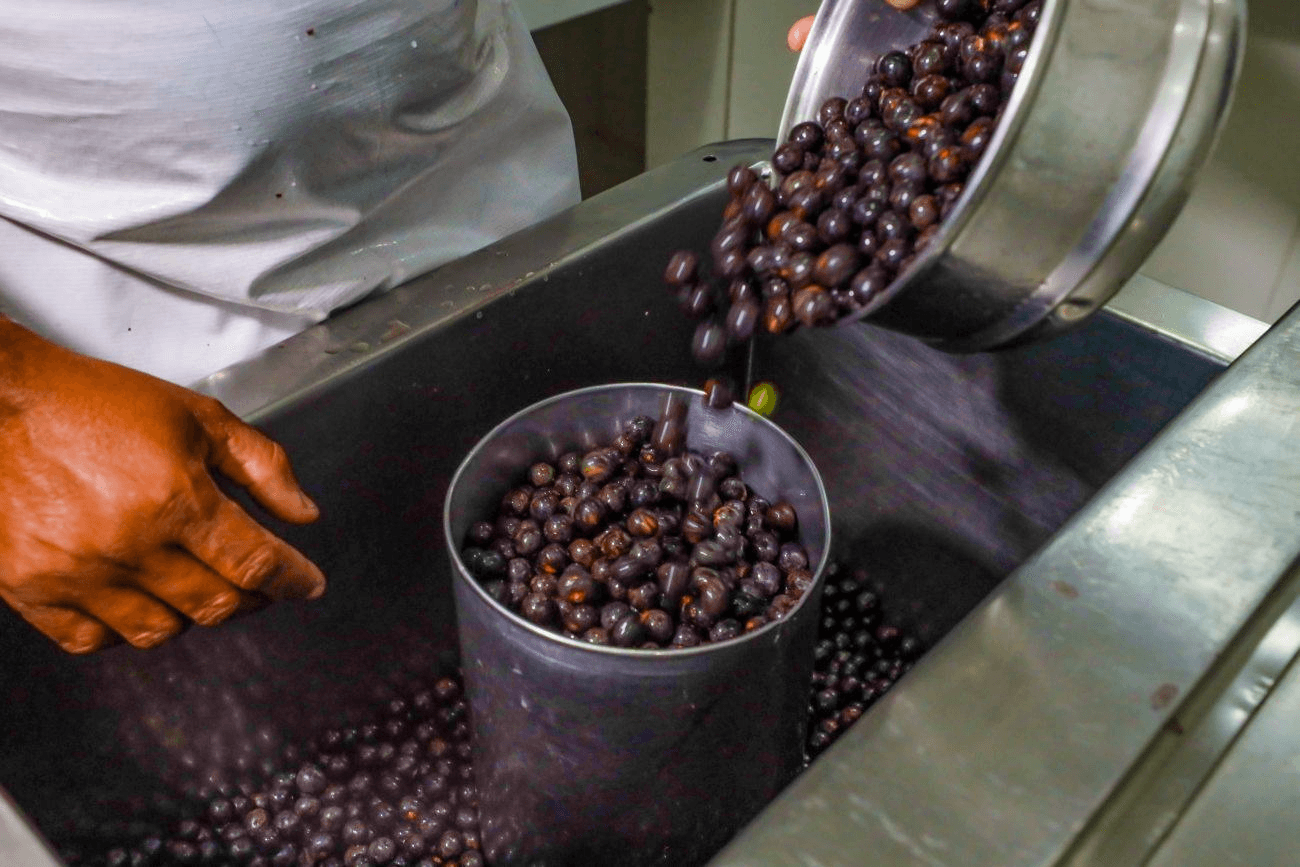Da polpa até o caroço, agora o açaí pode render muito mais ao Pará. E não é só como alimento.