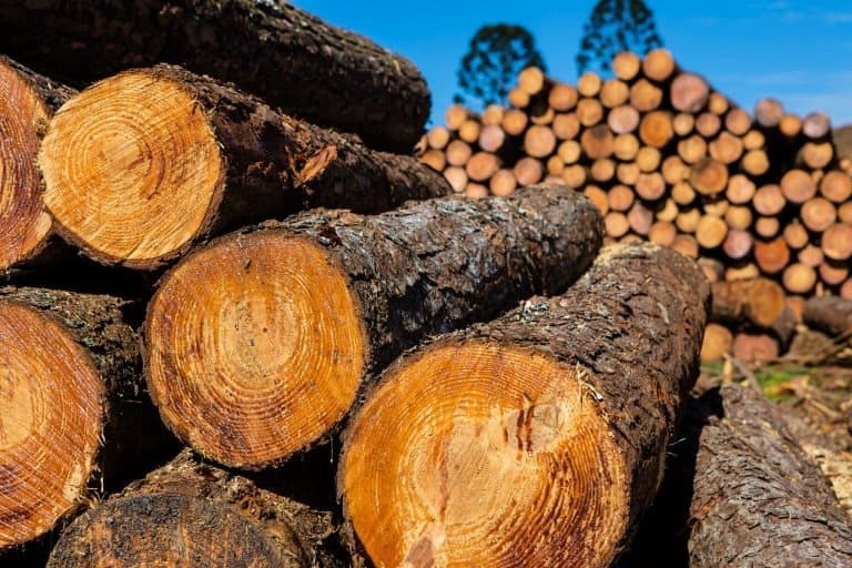 Exportações de madeira do Pará disparam 106% em janeiro e impulsionam início de 2026