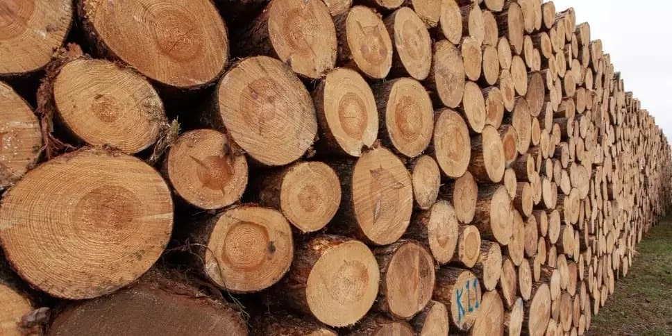Exportações de madeira do Pará têm melhor resultado do ano e crescem quase 100% em setembro