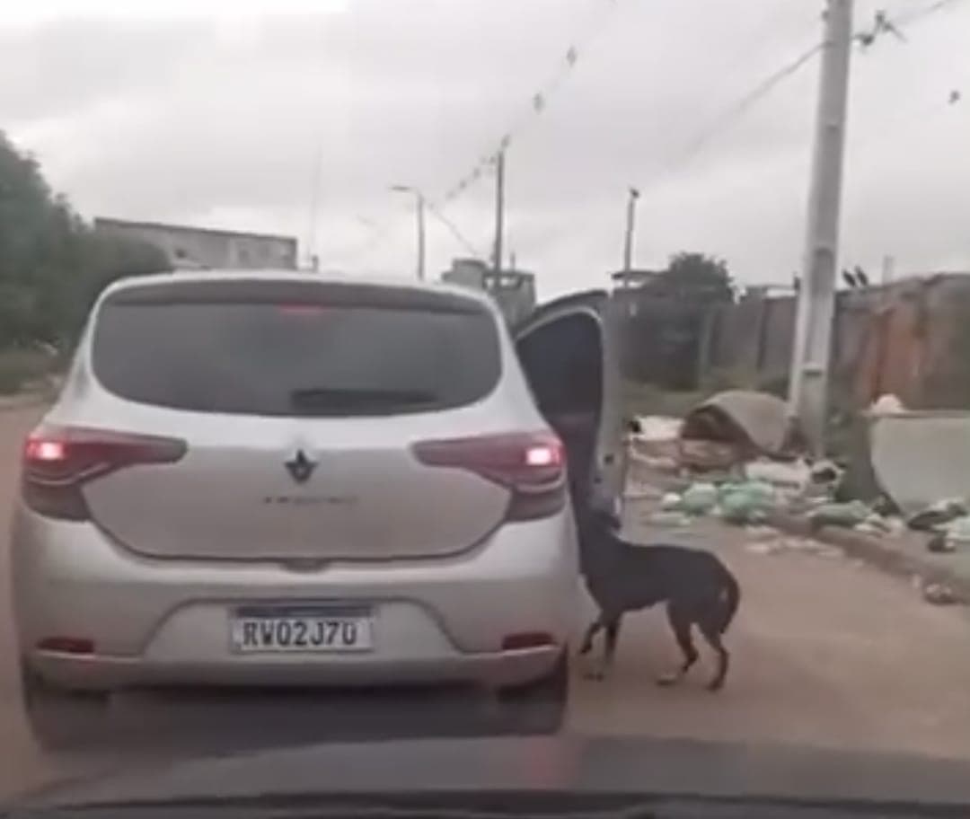 Família contesta vídeo de suposto abandono de animal em Belém: 'Foi interpretado de forma equivocada'