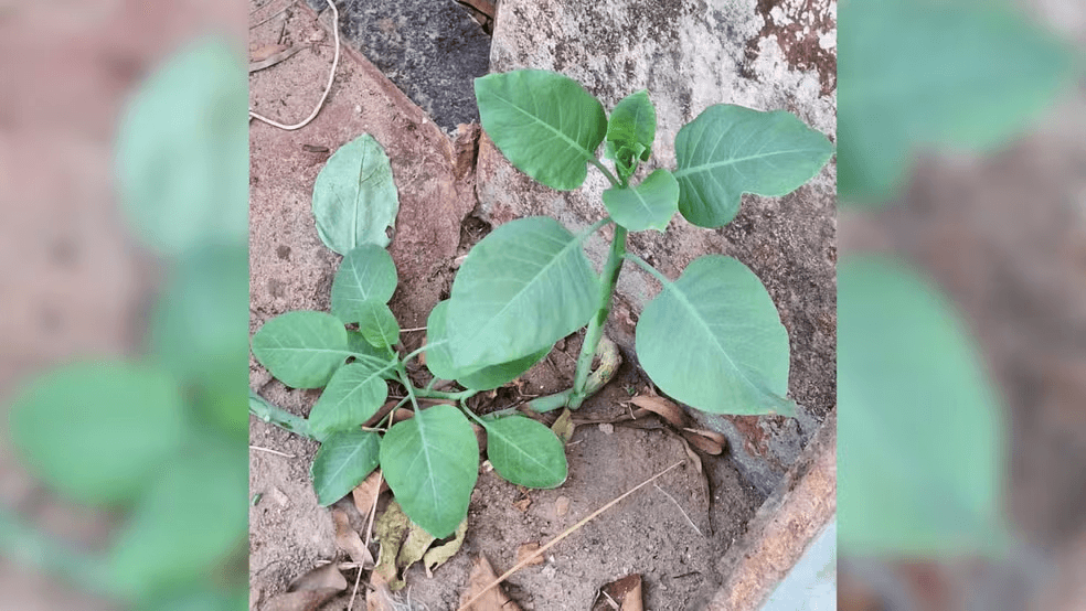 Família é internada em estado grave após consumir planta tóxica confundida com couve em MG