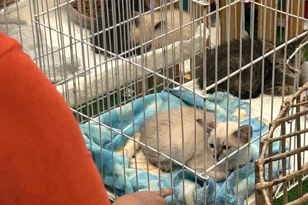 Feira de adoção pet em shopping de Belém reúne cães e gatos resgatados neste sábado (21)