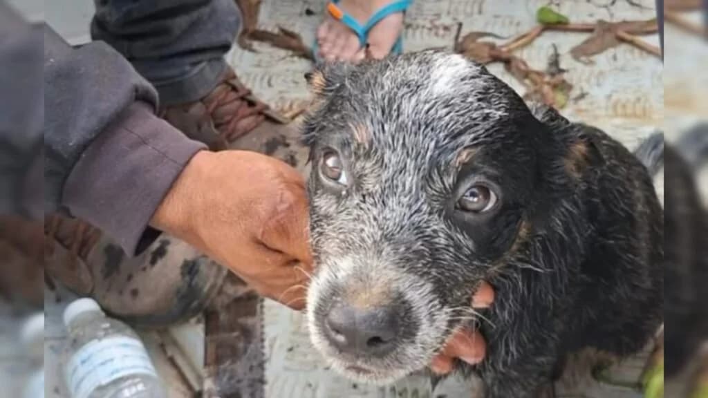Filhote de cachorro é resgatado em rio após ser jogado de ponte em Marabá