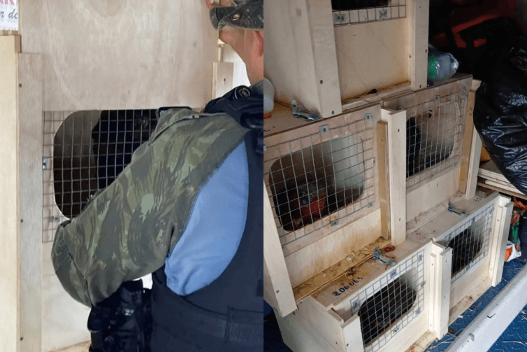 Fiscalização intercepta mais de 140 animais silvestres em embarcação que seguia para Belém