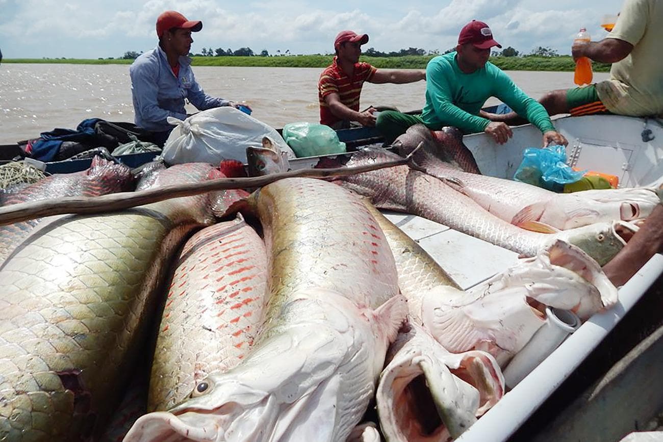 Fora da Amazônia, Ibama classifica pirarucu como espécie invasora e libera pesca sem restrições