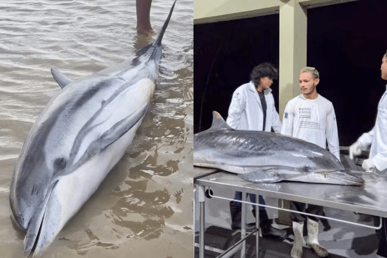 Golfinho-listrado é encontrado morto na praia do Ariramba, em Mosqueiro