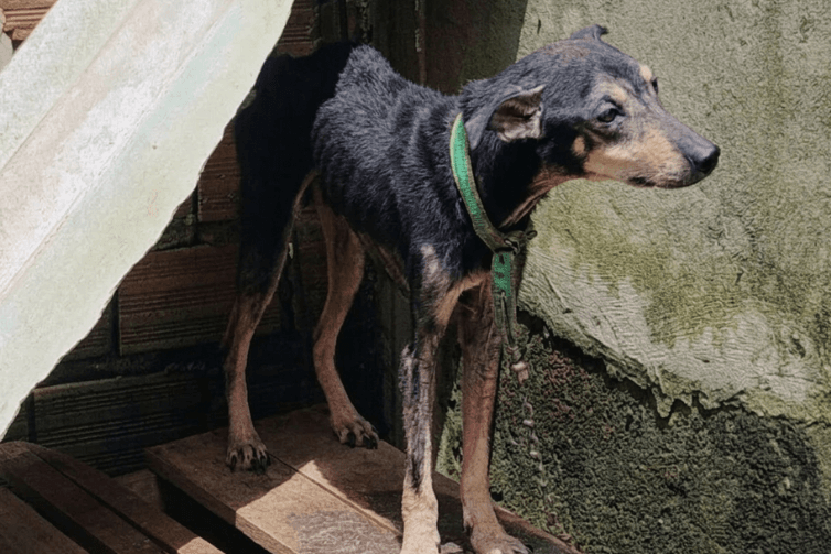 Governo federal anuncia decreto ‘Justiça por Orelha’, que aumenta responsabilização por maus-tratos aos animais