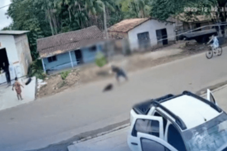 Homem é flagrado matando cachorro com pedradas em Capitão Poço
