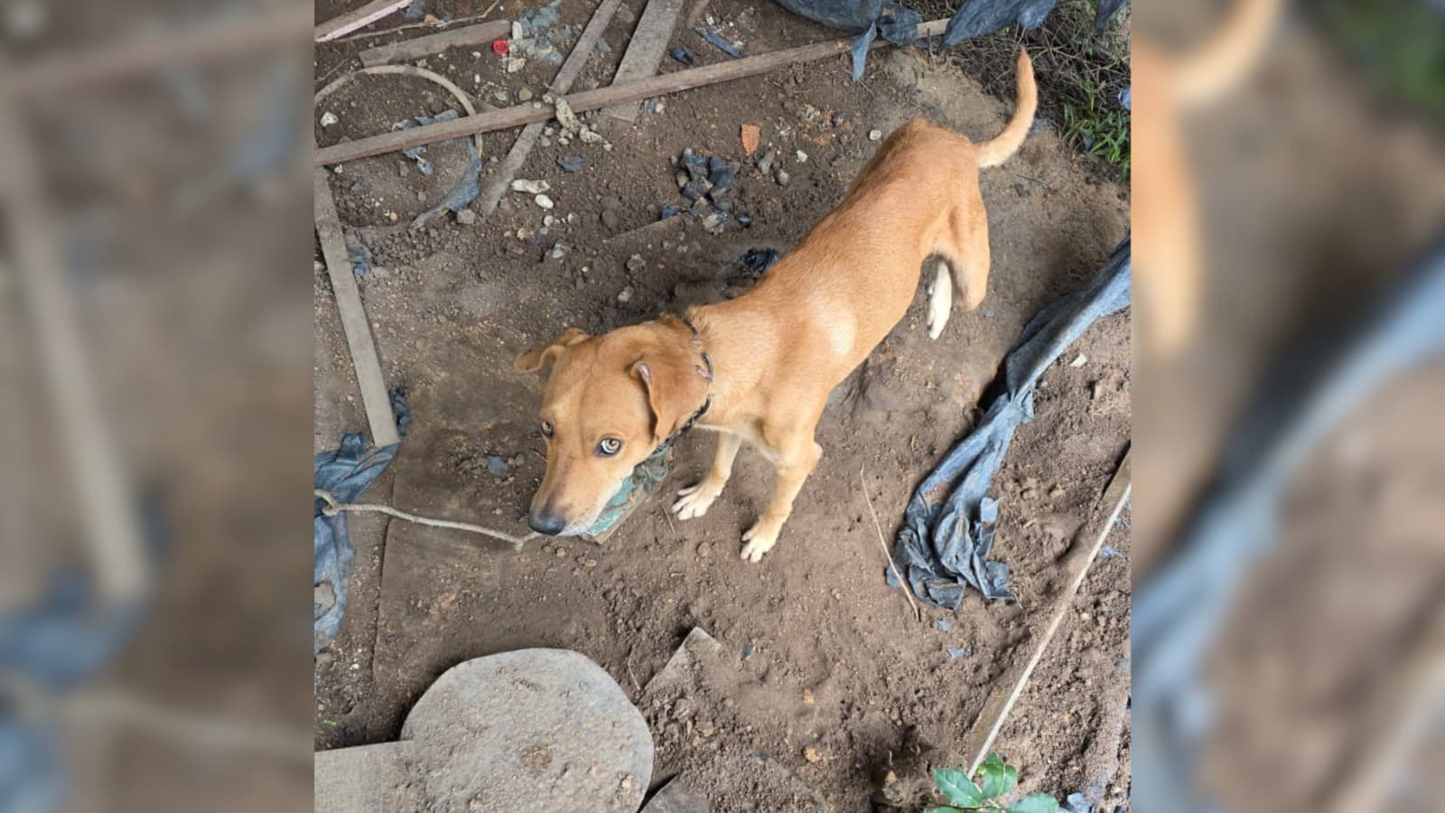Homem é preso em flagrante por maus-tratos a cão mantido acorrentado por mais de dois meses
