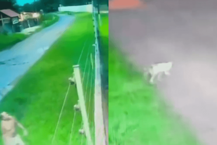 Homem que arremessou filhote de cachorro em Benevides é procurado pela Polícia Civil