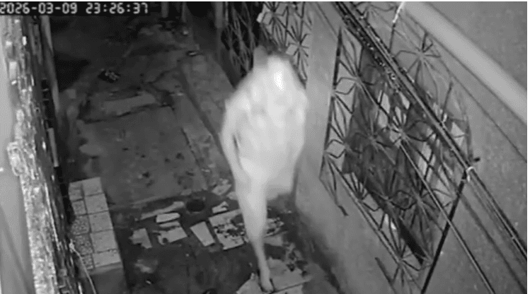 Idosa é morta a facadas dentro de casa no bairro da Condor; namorado é o principal suspeito