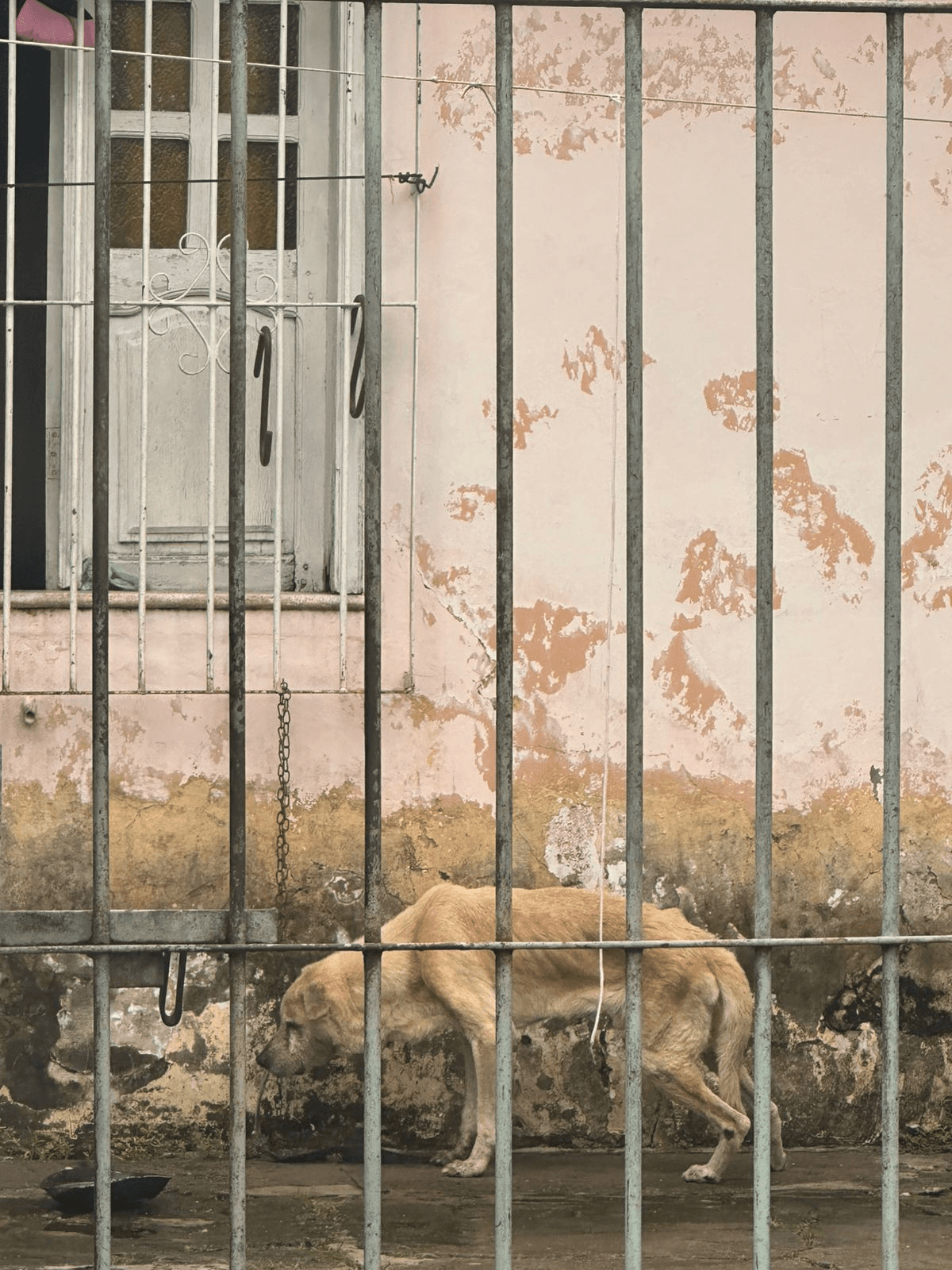 Imagens mostram cachorro debilitado em residência no Tapanã e polícia investiga