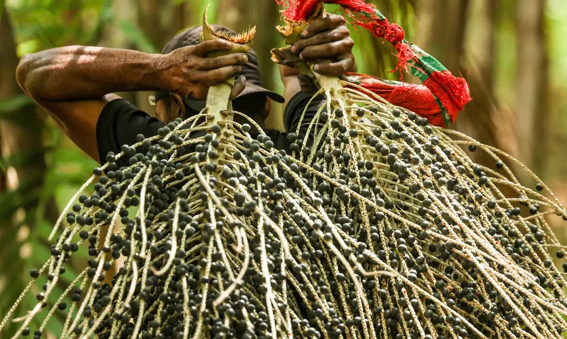 Lei federal reconhece açaí como fruta nacional