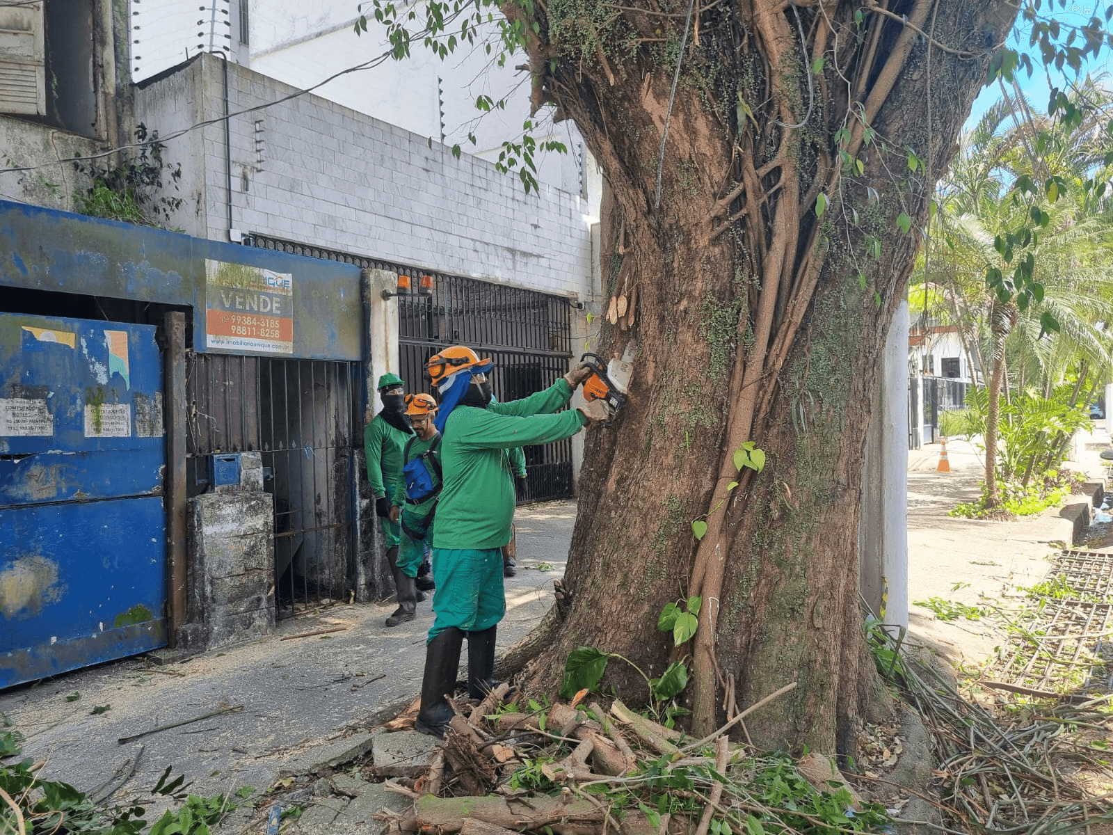 Lei permite poda ou corte de árvores quando órgão ambiental se omite