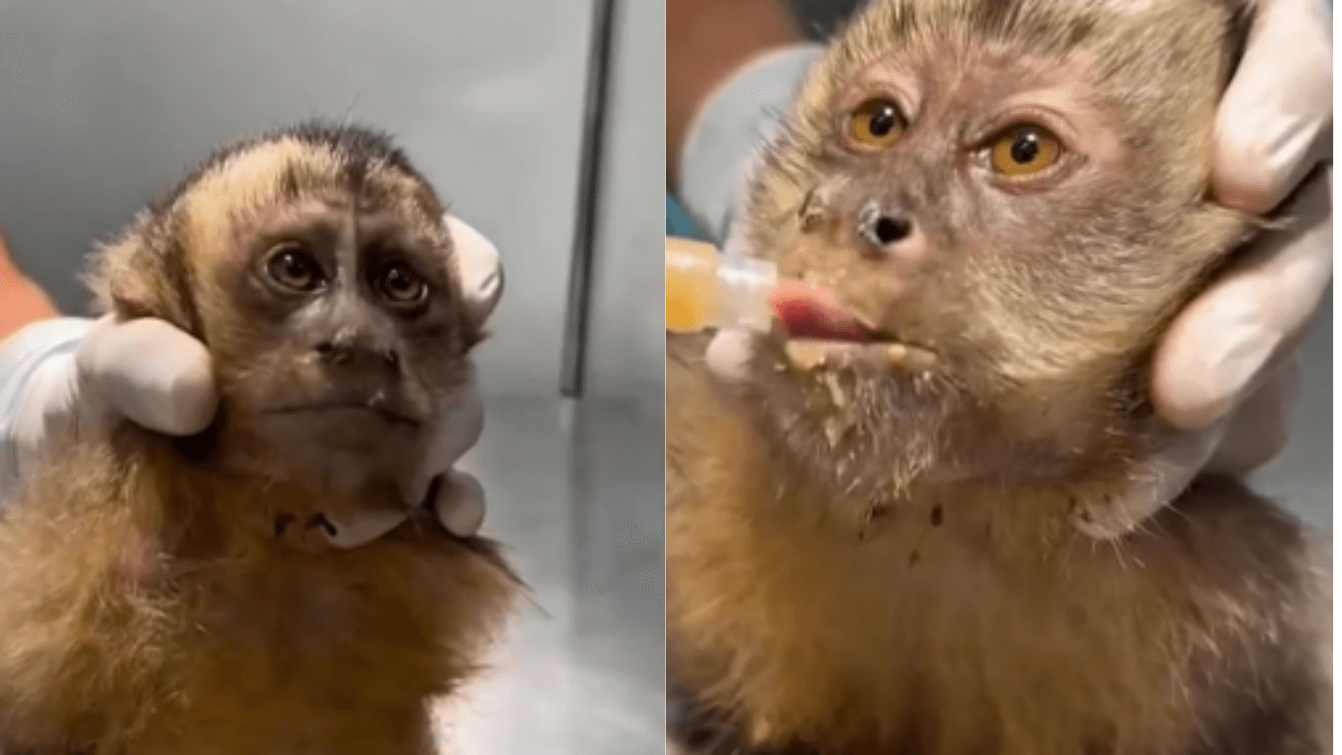Macaquinha é baleada no Rio e pode ficar paraplégica; entenda