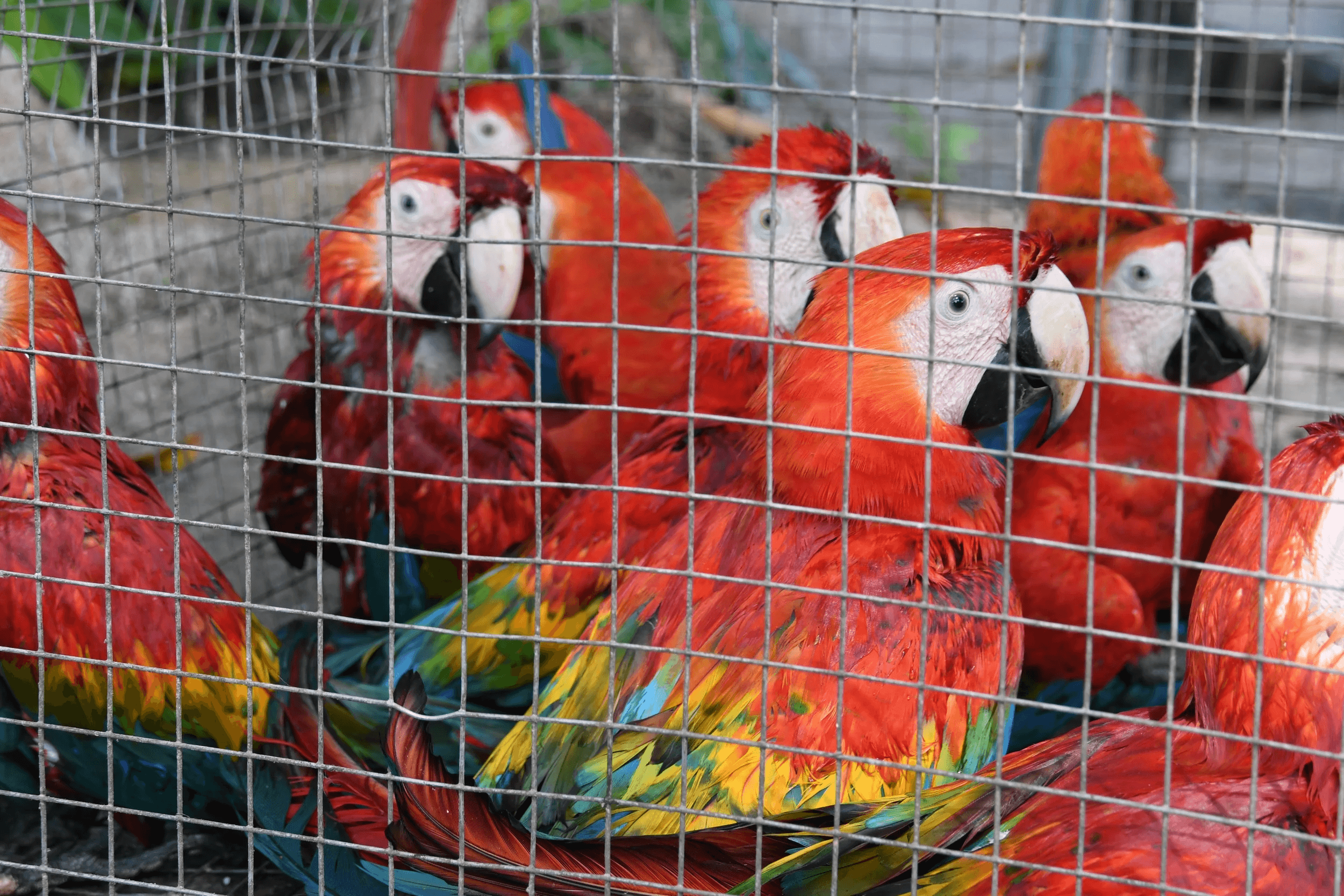Mais de 3 mil apreensões e algumas mortes emblemáticas retratam crise silenciosa contra a fauna no Pará