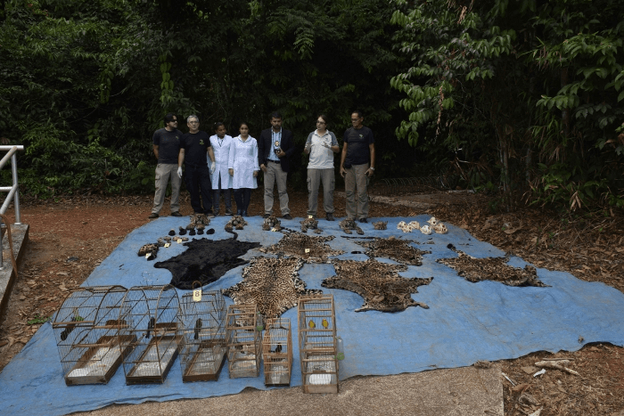Mais de 3 mil apreensões e algumas mortes emblemáticas retratam crise silenciosa contra a fauna no Pará