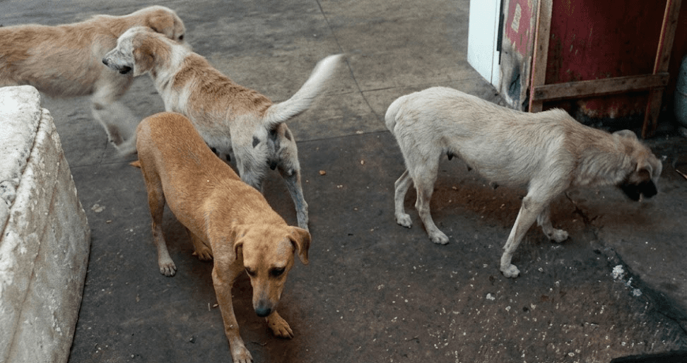 Ministério Público denuncia homem por prática de zoofilia contra 11 cães em Castanhal