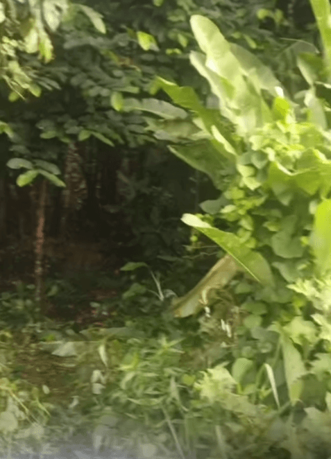Moradores do Conjunto Satélite se mobilizam contra invasão em área de mata na avenida Mário Covas, em Belém