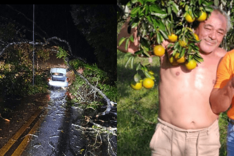 Motorista morre após árvore cair sobre carro durante chuva forte na PA-238, em Colares