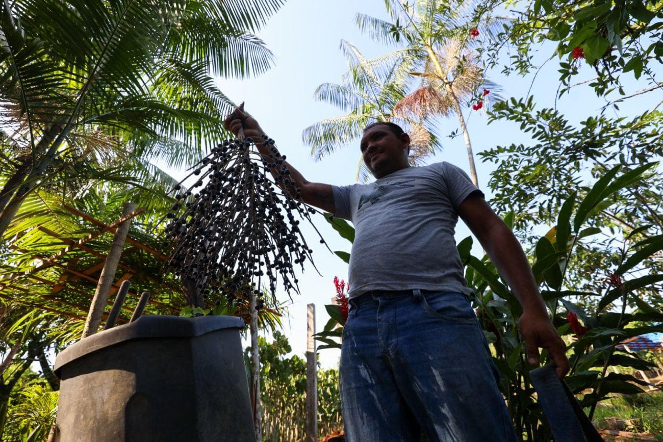 Na encruzilhada da bioeconomia, Pará precisa preservar a floresta, impulsionar produção e superar obstáculos