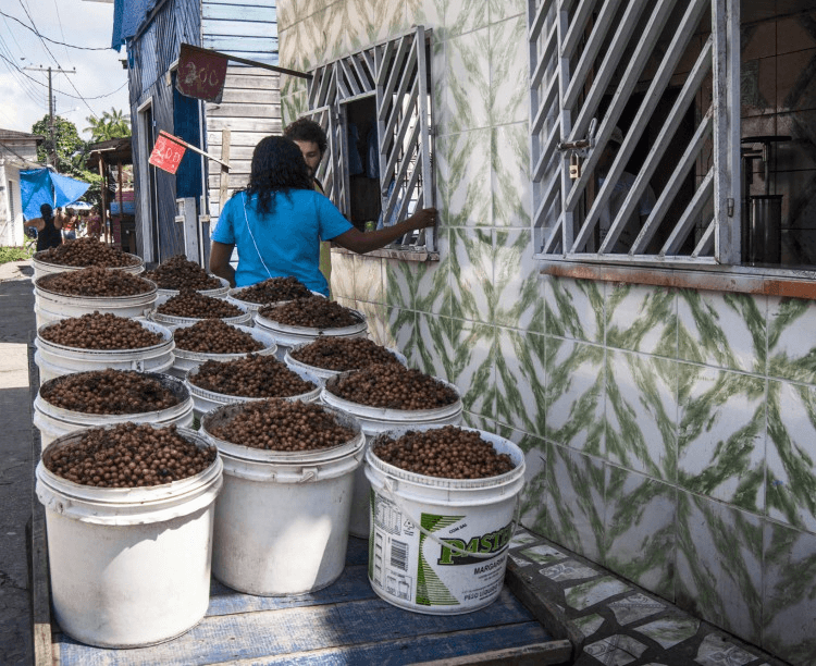 Norma define novas regras para descarte de caroços de açaí em Belém; confira