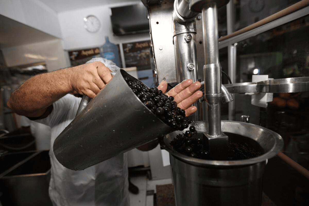 Nova lei regulamenta atividade de batedores de açaí no Pará; confira