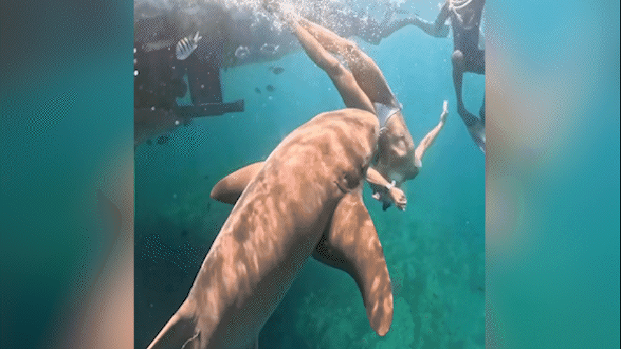 Novo vídeo mostra momento em que surfista é mordida por tubarão em Fernando de Noronha