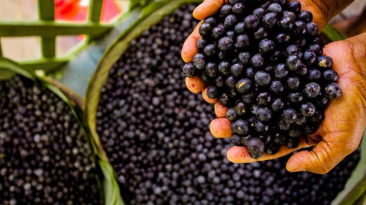 O açaí conquista o mundo e entra na lista das 100 melhores frutas do planeta