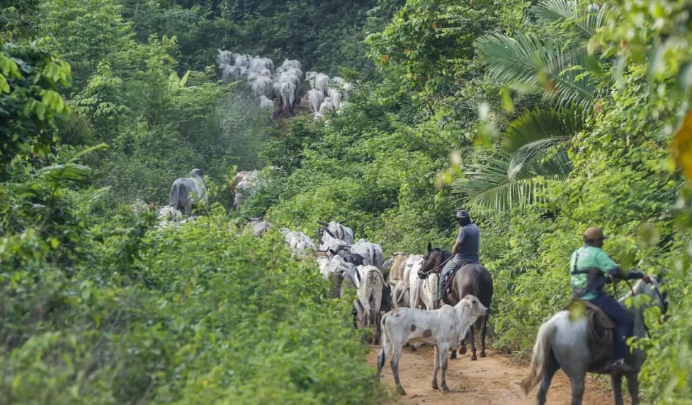Operação em terra indígena no Pará resulta em morte de vaqueiro contratado pelo IBAMA