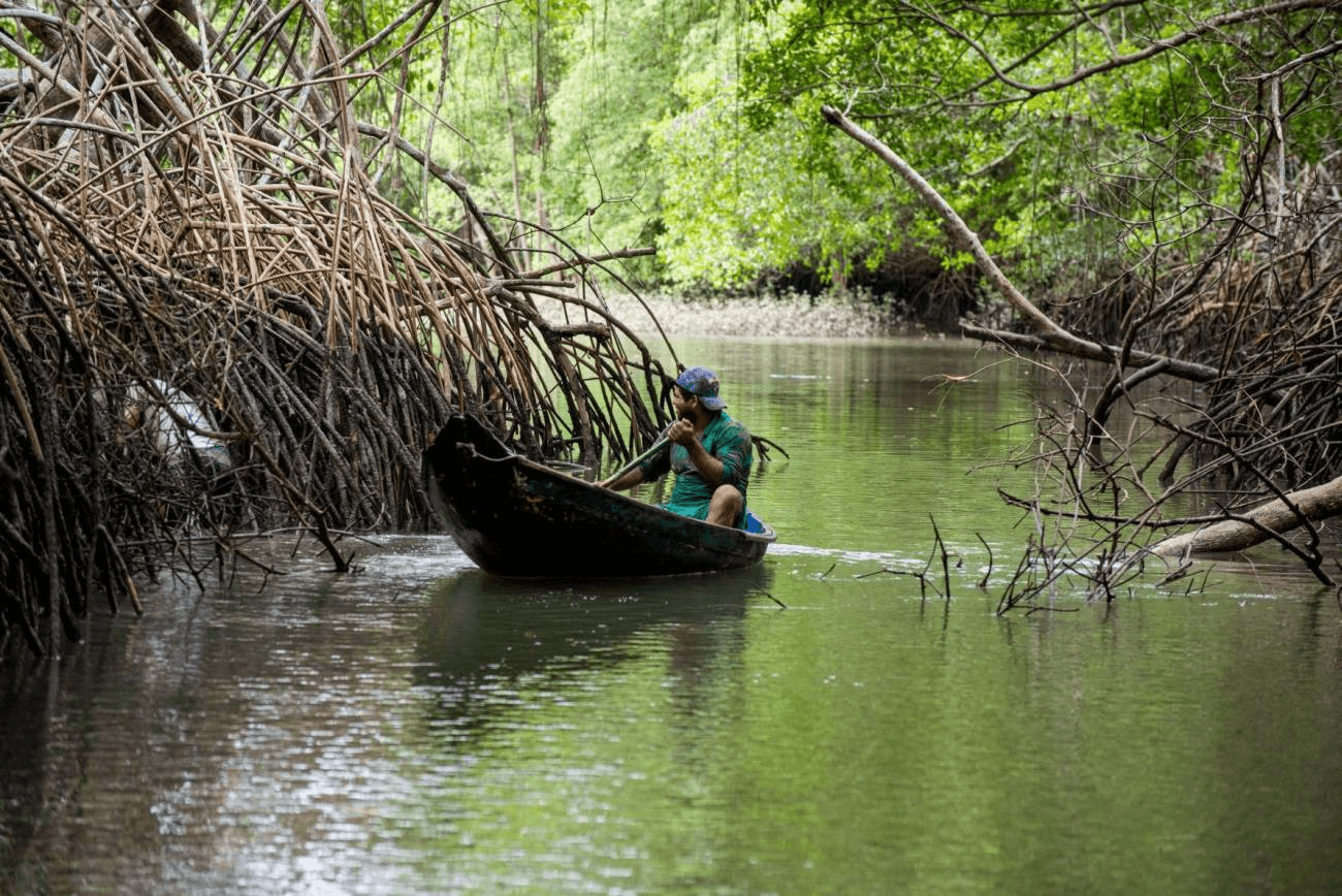 Pará concentra parte decisiva dos manguezais do Brasil, revela estudo sobre ecossistemas