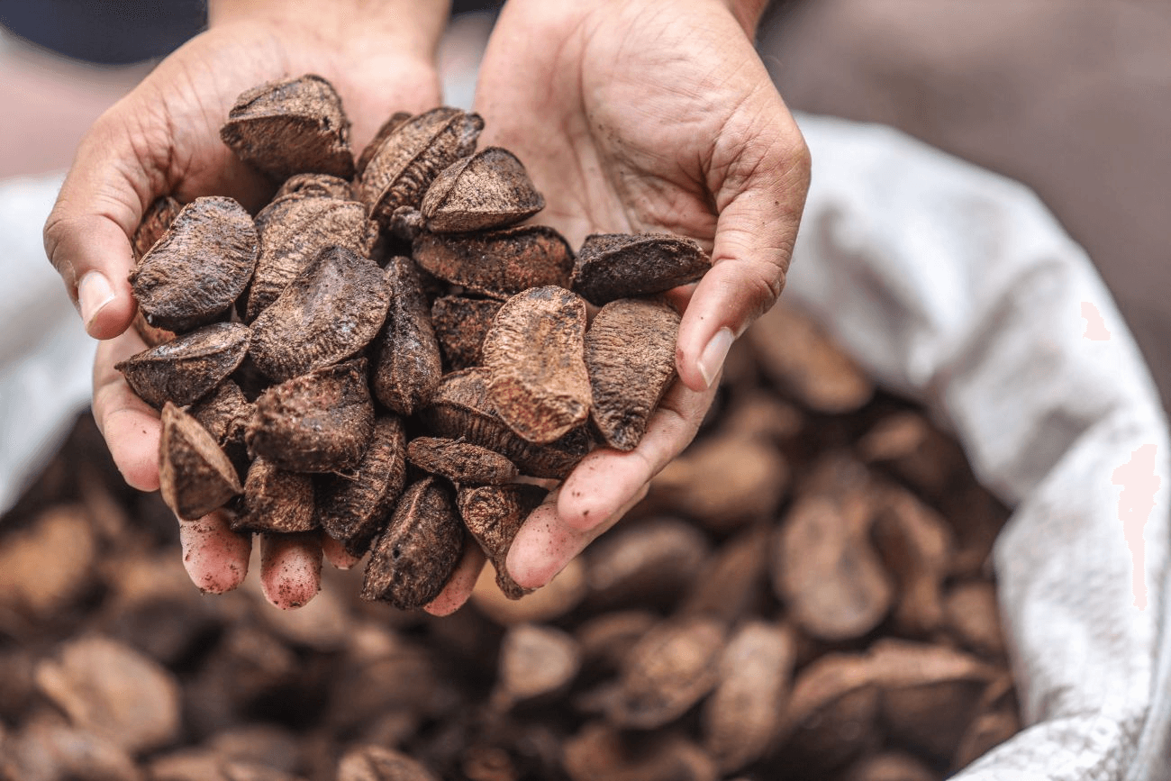 Pará transforma ativos naturais em riquezas, com exportações bilionárias de produtos da floresta