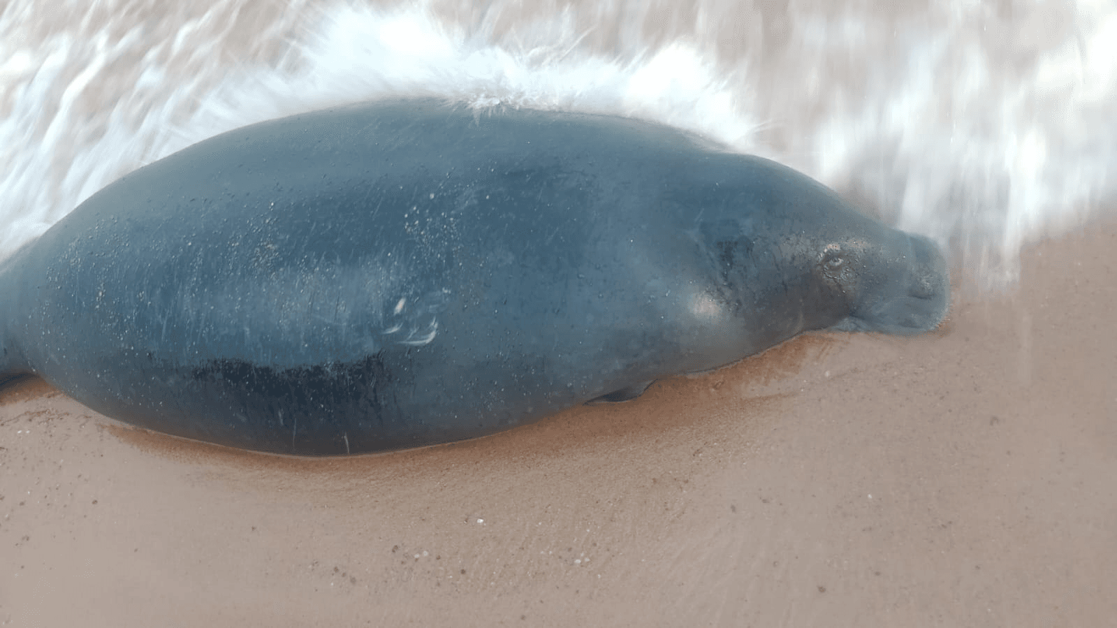 Peixe-boi é encontrado morto em praia no distrito de Mosqueiro