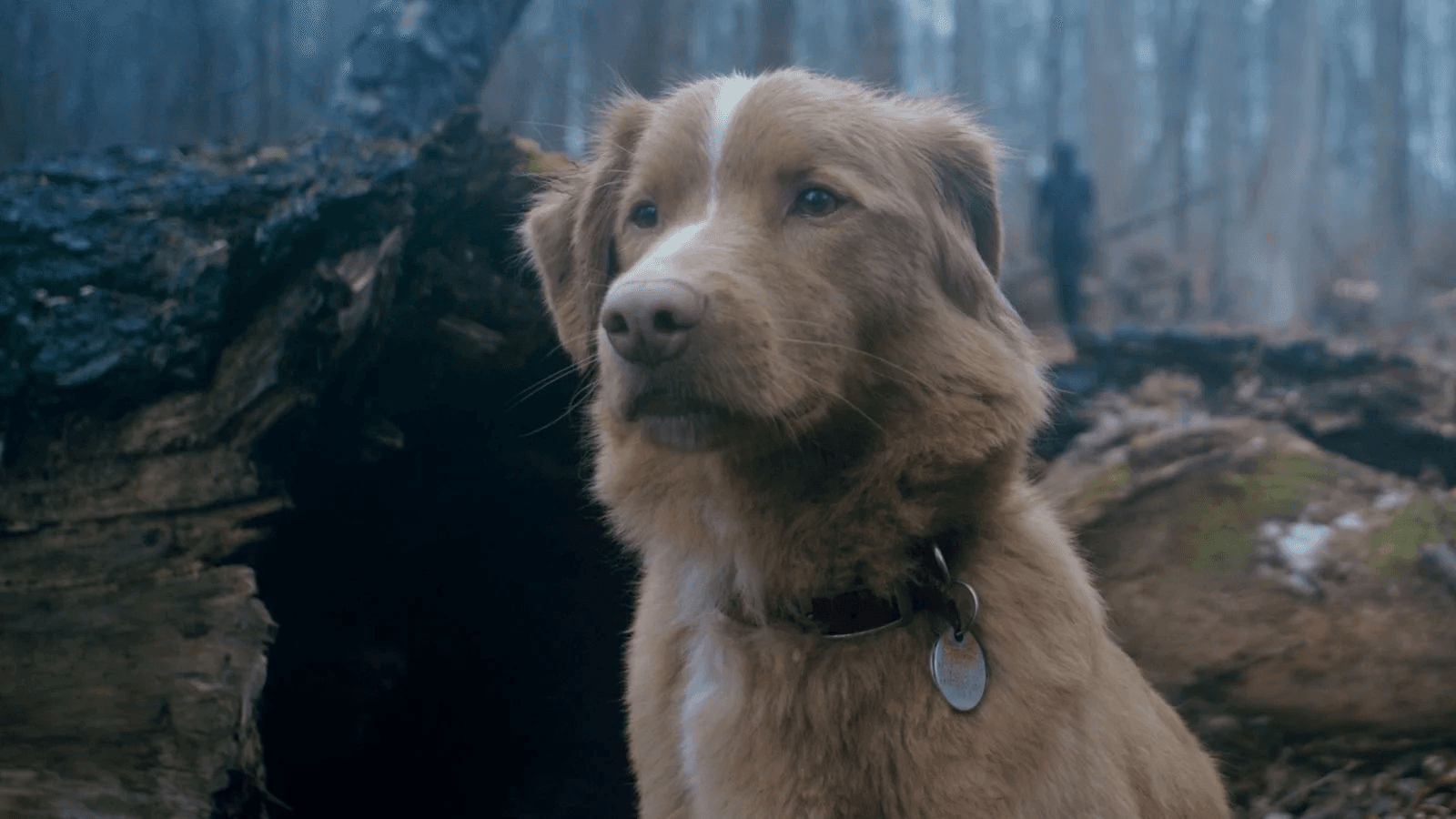 Pela primeira vez na história, cão é indicado por melhor atuação em filme